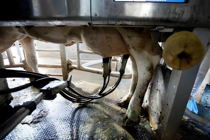 Une solide expérience dans la réparation de matériel d’élevage.